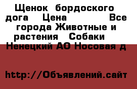 Щенок  бордоского  дога. › Цена ­ 60 000 - Все города Животные и растения » Собаки   . Ненецкий АО,Носовая д.